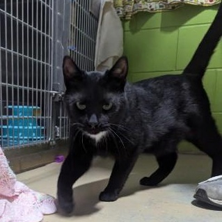 Alan, ADOPTABLE, Adult Male Domestic Short Hair.