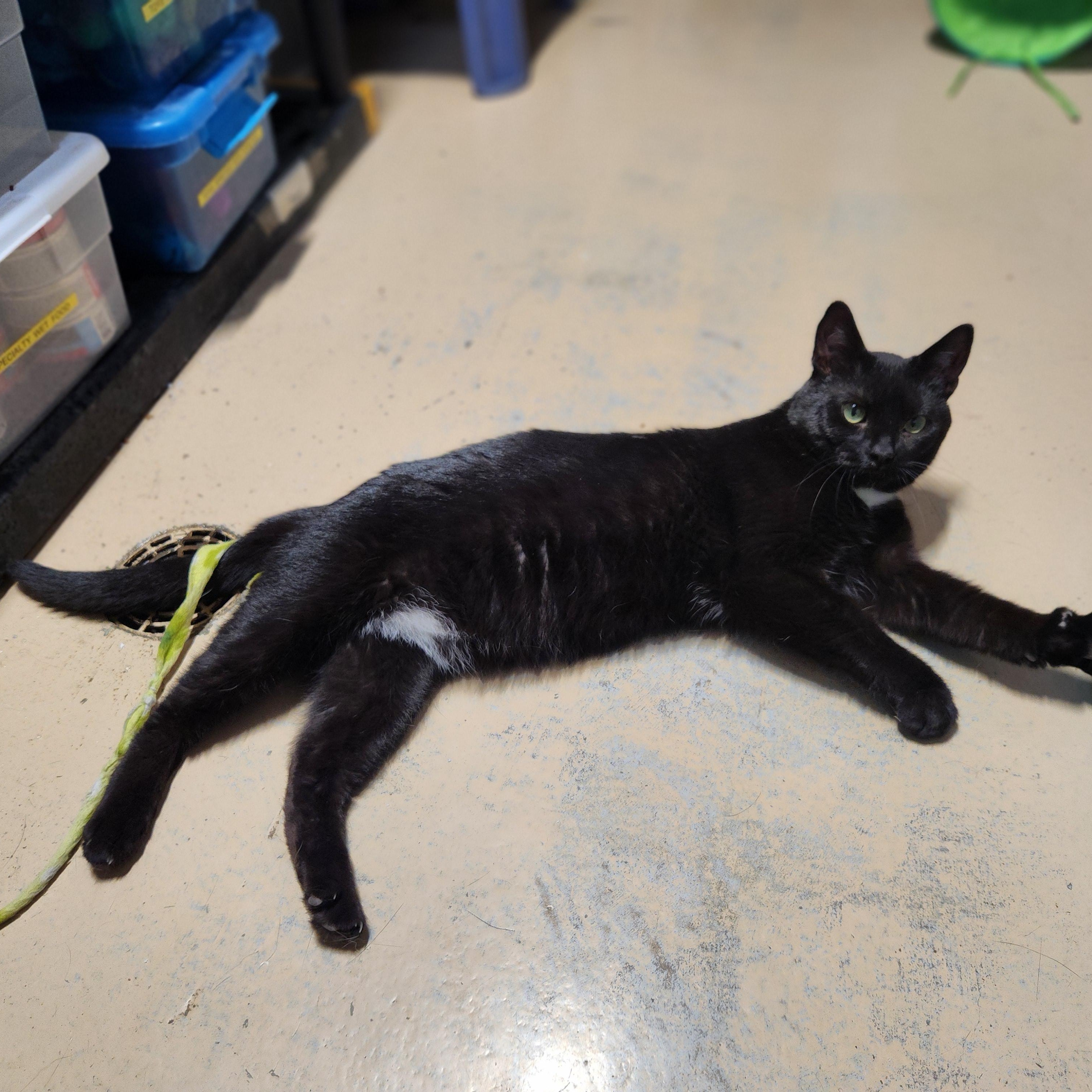 Enlarge Alan, a ADOPTABLE mixed breed in Bolingbrook, IL image 2/4