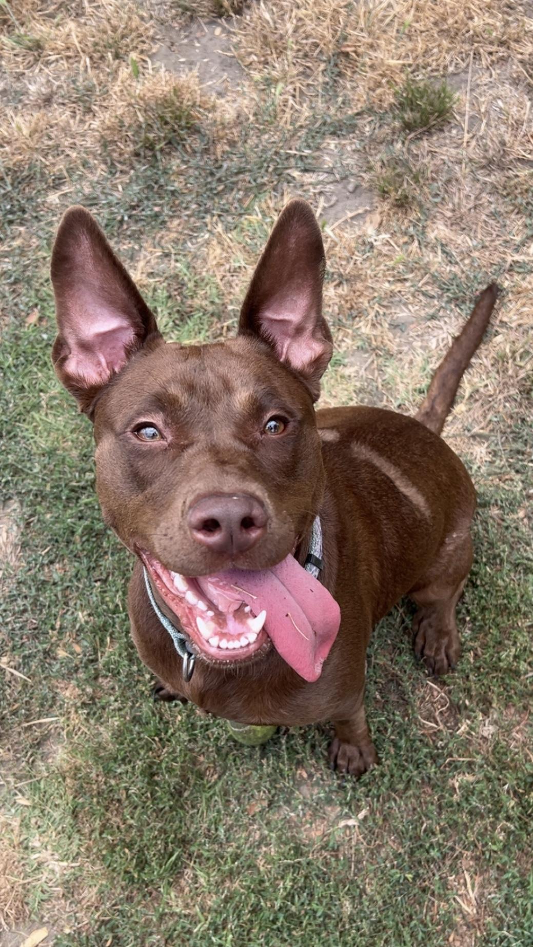 Sabrina, a ADOPTABLE mixed breed in Santa Monica, CA image 2/3