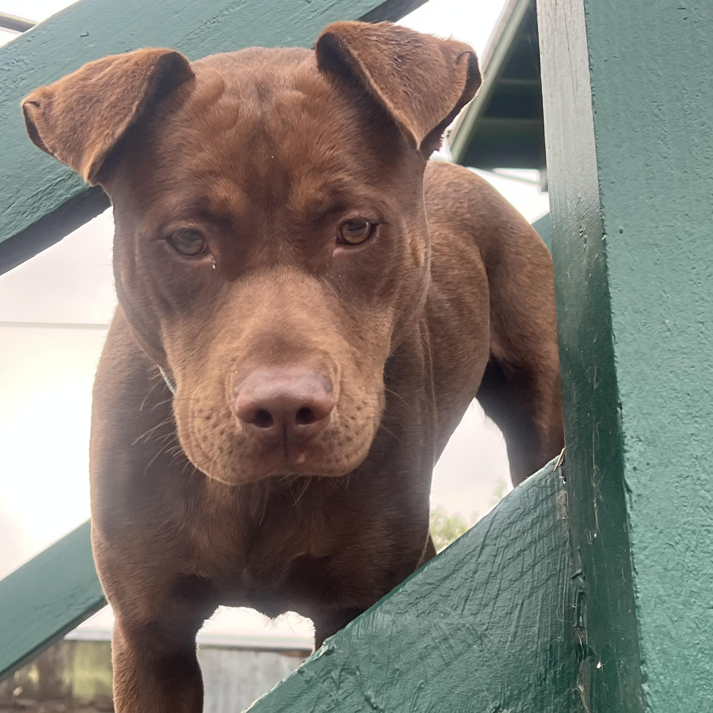 Sabrina, a ADOPTABLE mixed breed in Santa Monica, CA image 3/3