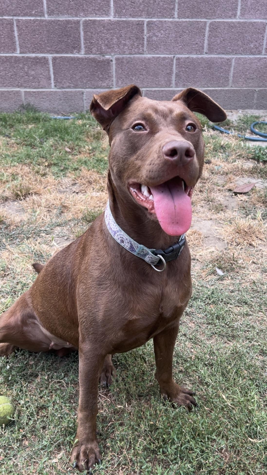 Sabrina, ADOPTABLE, Puppy Female Pit Bull Terrier & Labrador Retriever.