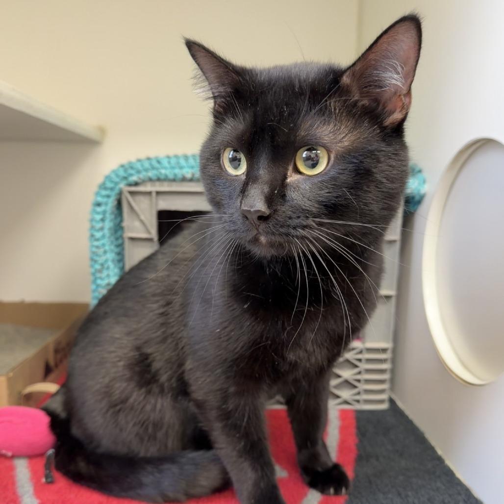 Enlarge Coal, a Adoptable Domestic Short Hair in Norfolk, NE image 1/1