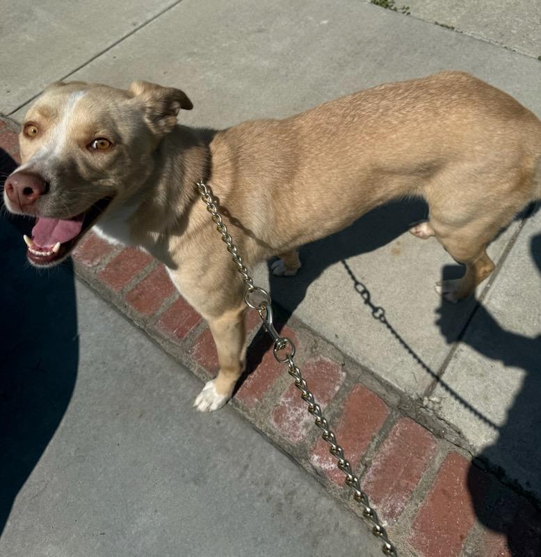Koda, Adoptable, Young Male Yellow Labrador Retriever.