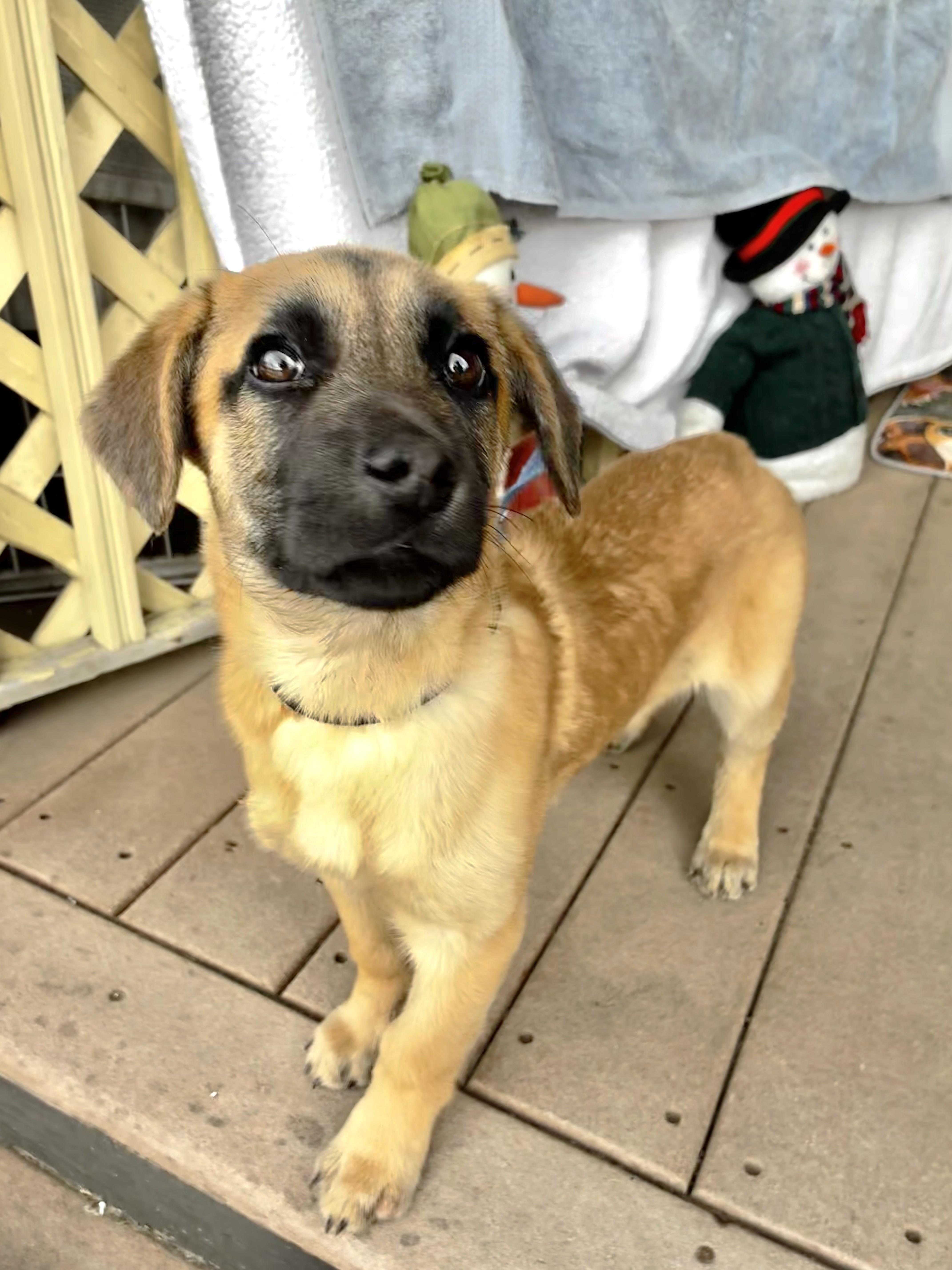 Enlarge Luxe, a ADOPTABLE mixed breed in West Chicago, IL image 2/3