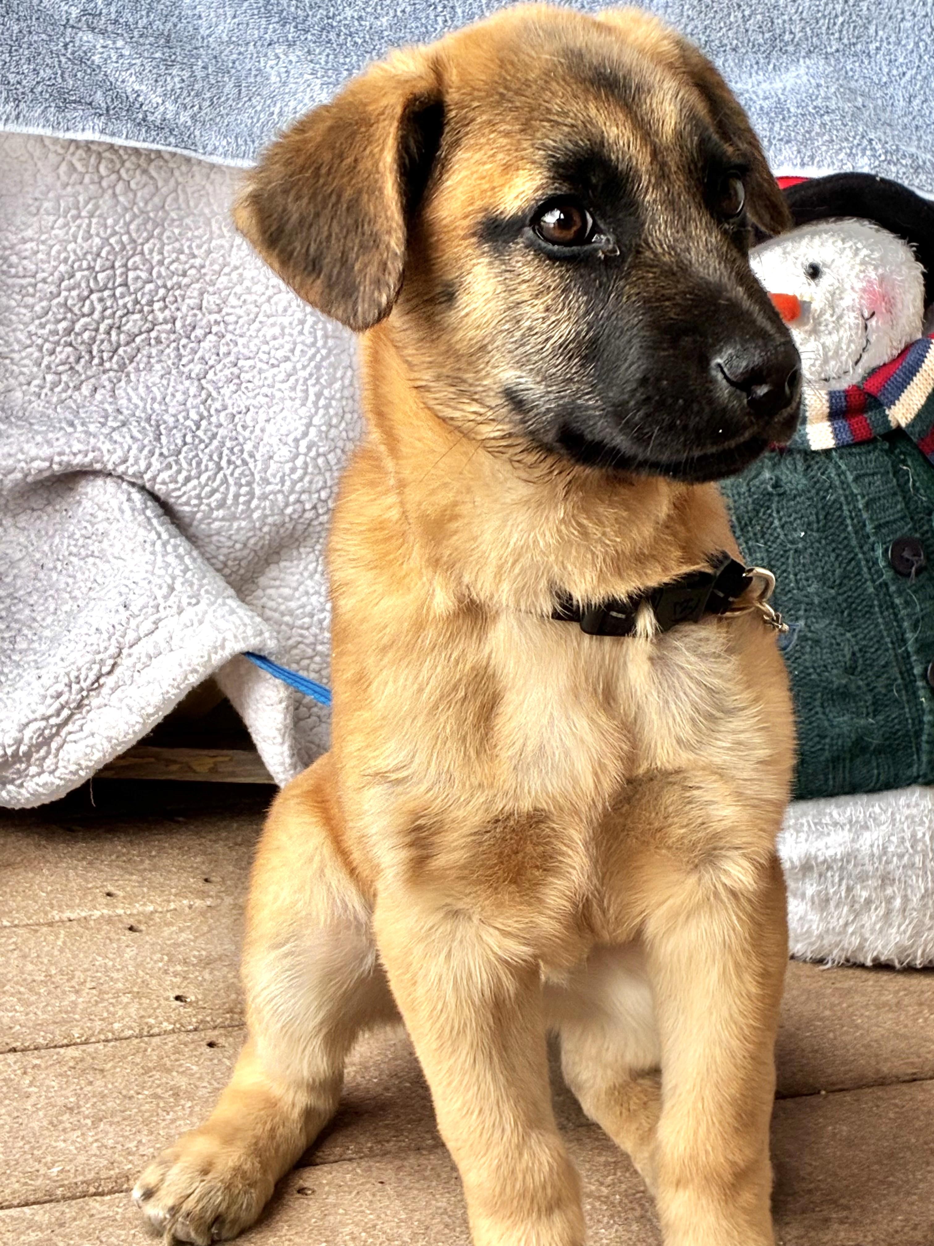 Enlarge Luxe, a ADOPTABLE mixed breed in West Chicago, IL image 1/3