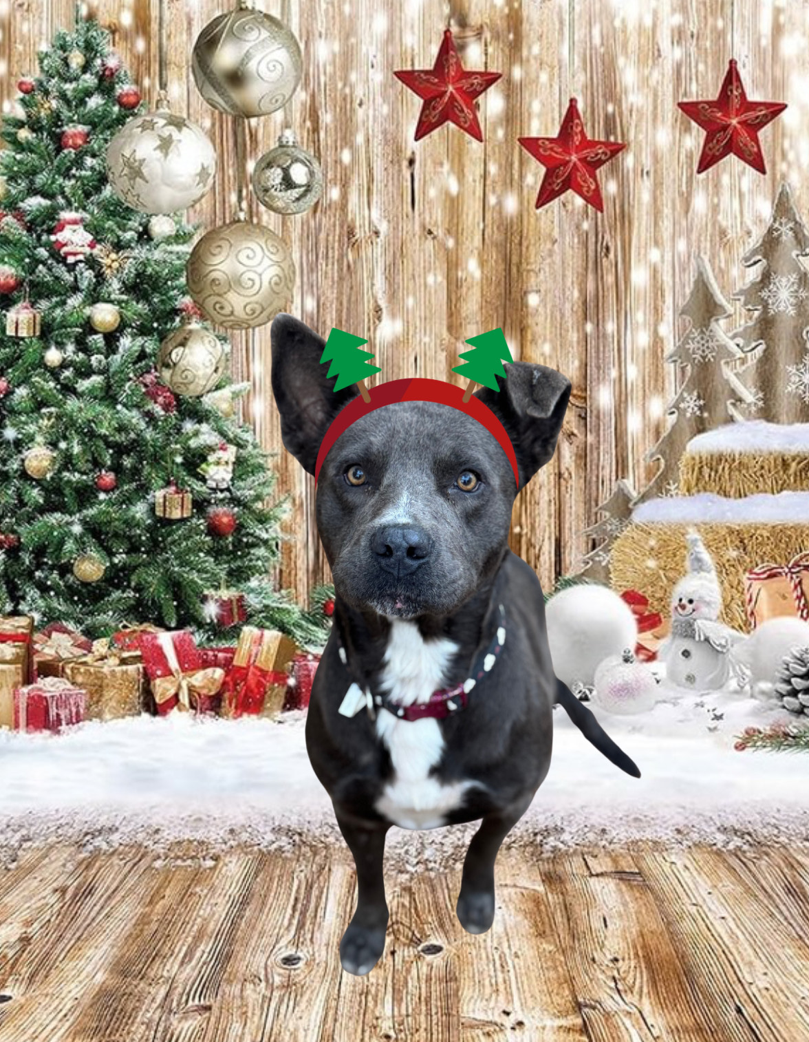 Bear, Adopted, Adult Male Pit Bull Terrier.