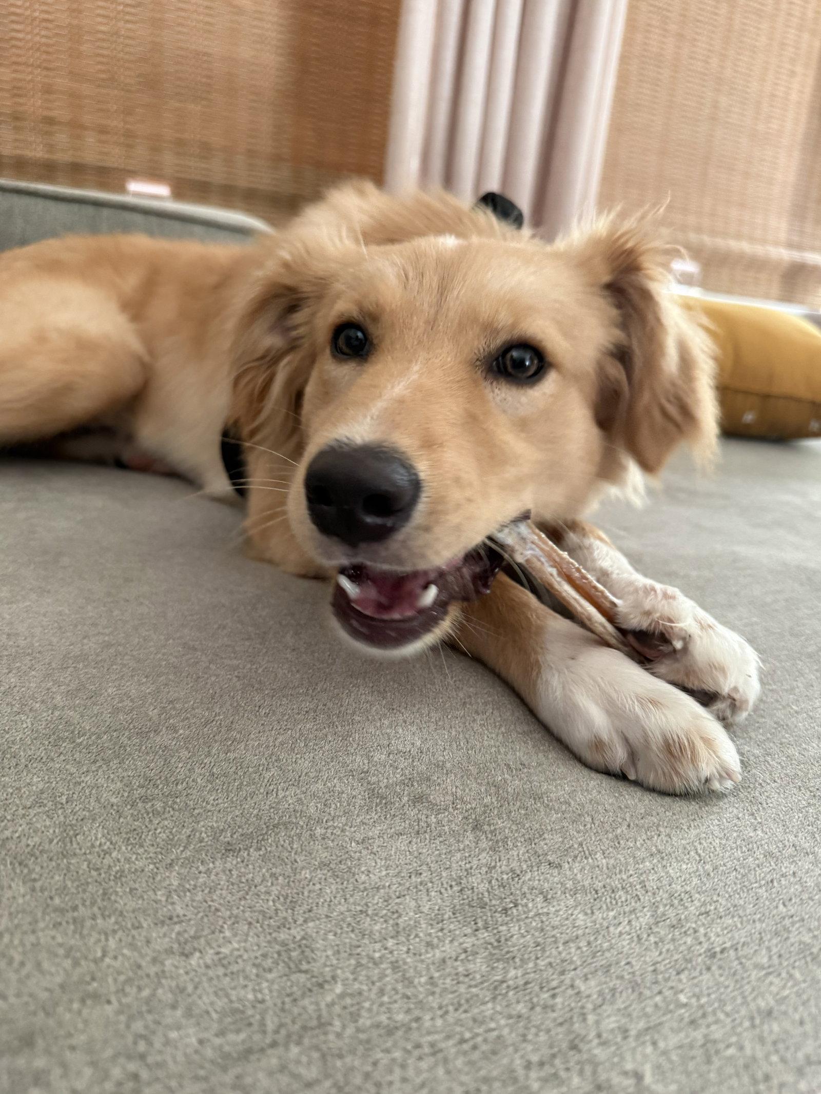 Enlarge Lilly, a Adopted mixed breed in Dallas, TX image 2/3