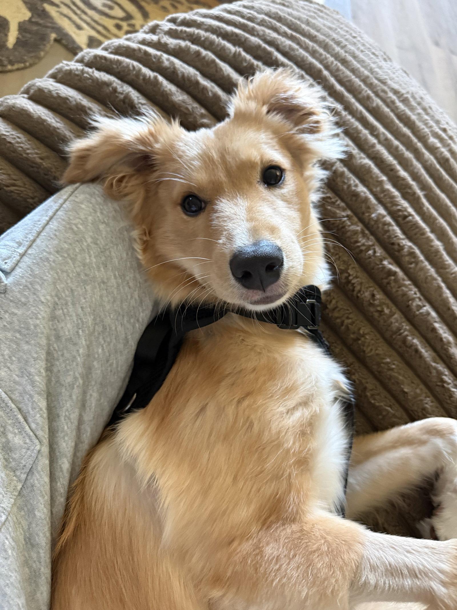 Enlarge Lilly, a Adopted mixed breed in Dallas, TX image 3/3