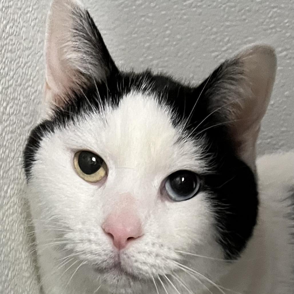 Enlarge Olive, a Adoptable Domestic Short Hair in Murray, UT image 1/2