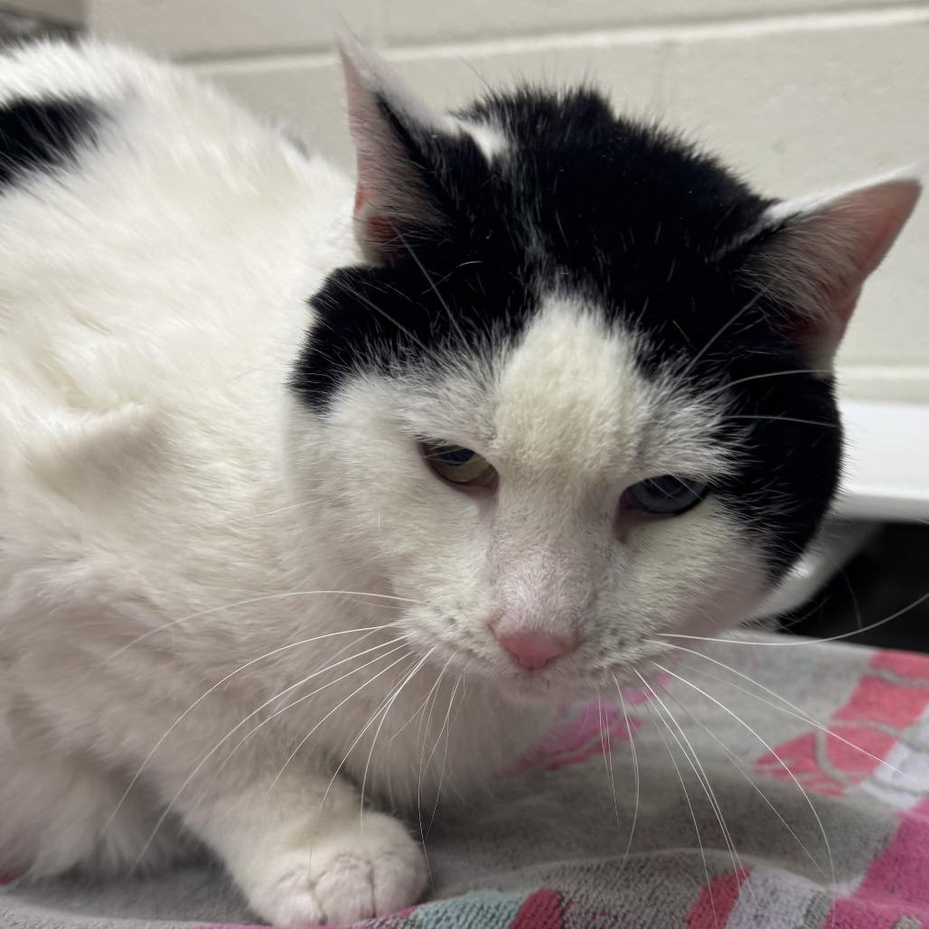 Enlarge Olive, a Adoptable Domestic Short Hair in Murray, UT image 2/2