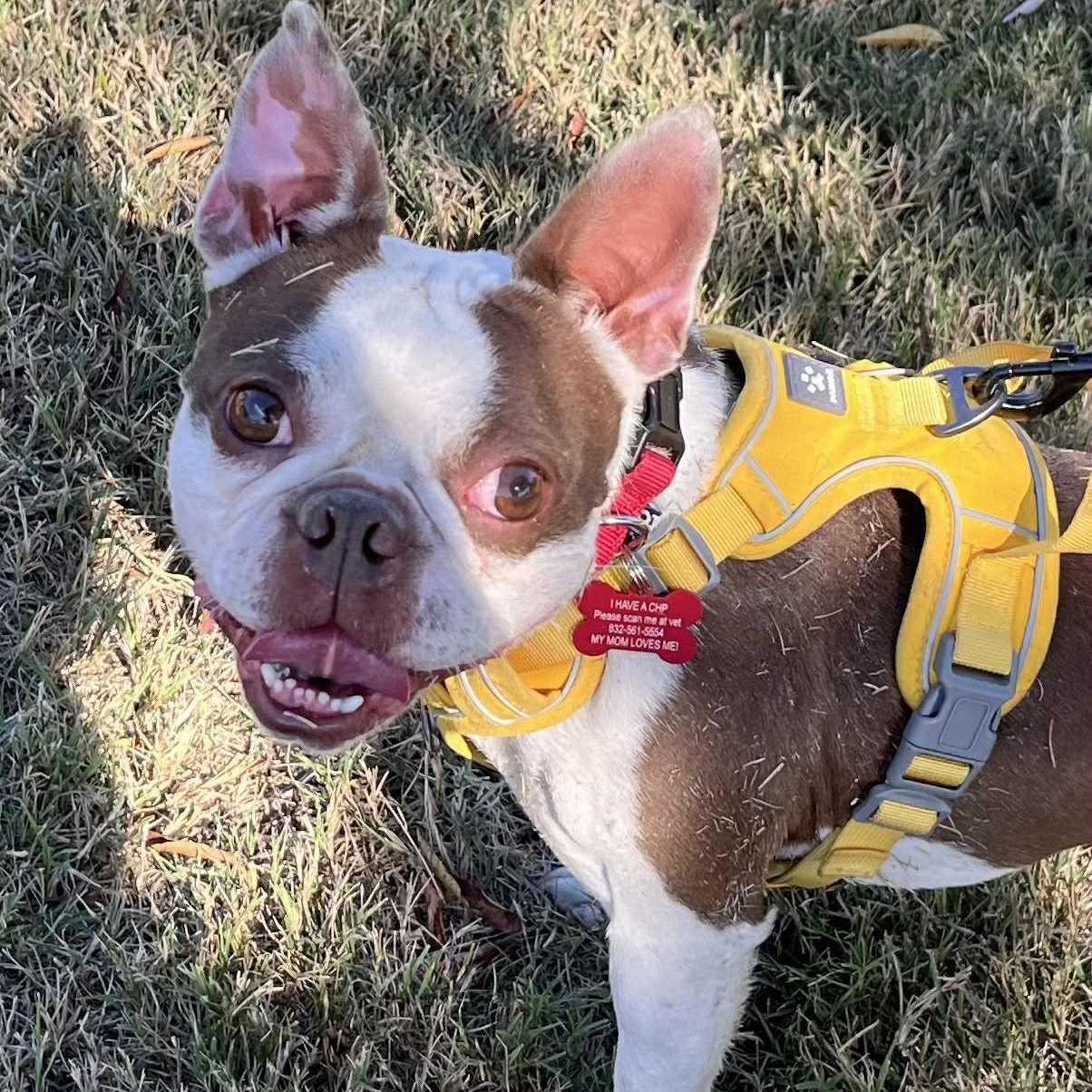 ACE, Adoptable, Young Male Boston Terrier.