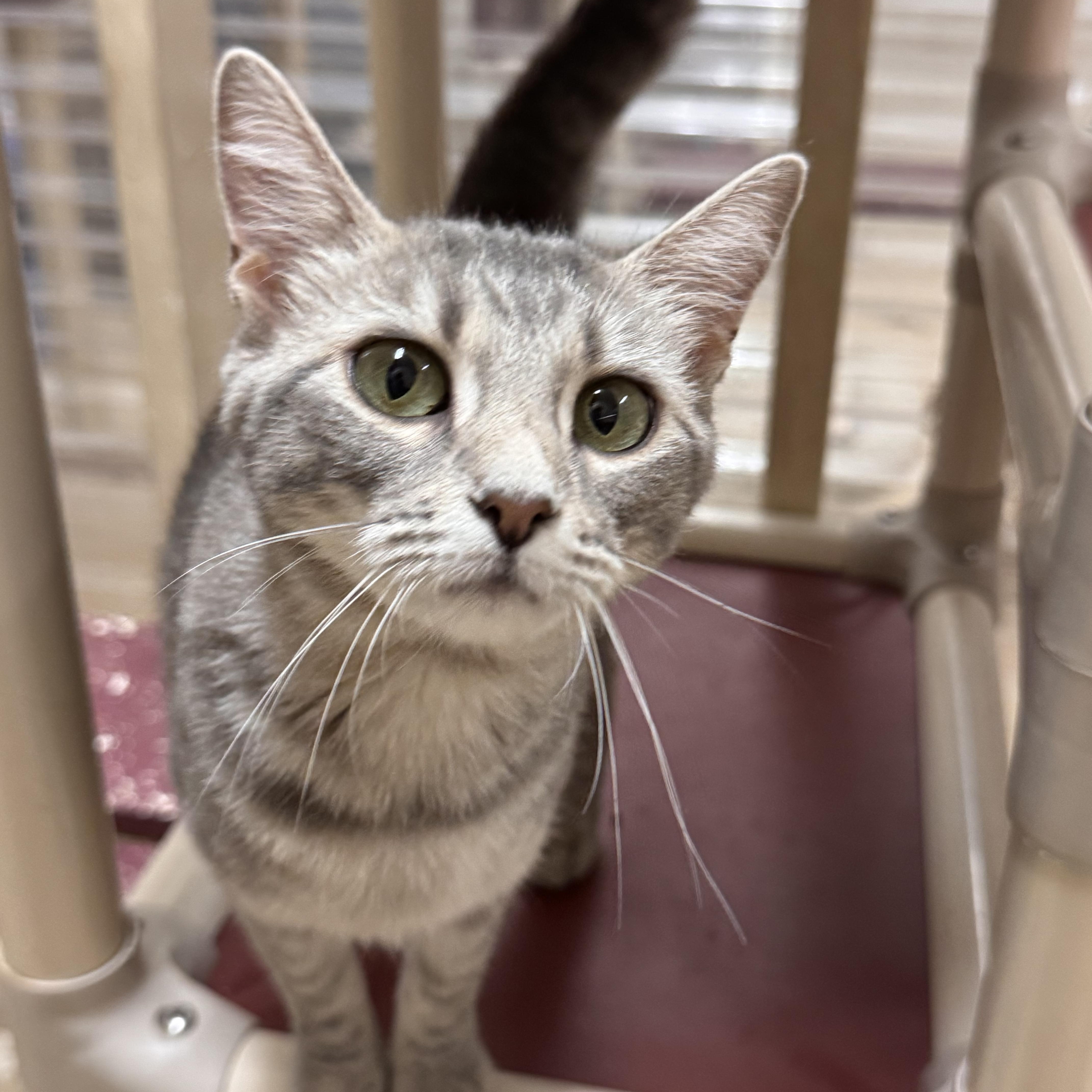 Enlarge Amber, a ADOPTABLE Domestic Short Hair in Logan, OH image 1/1