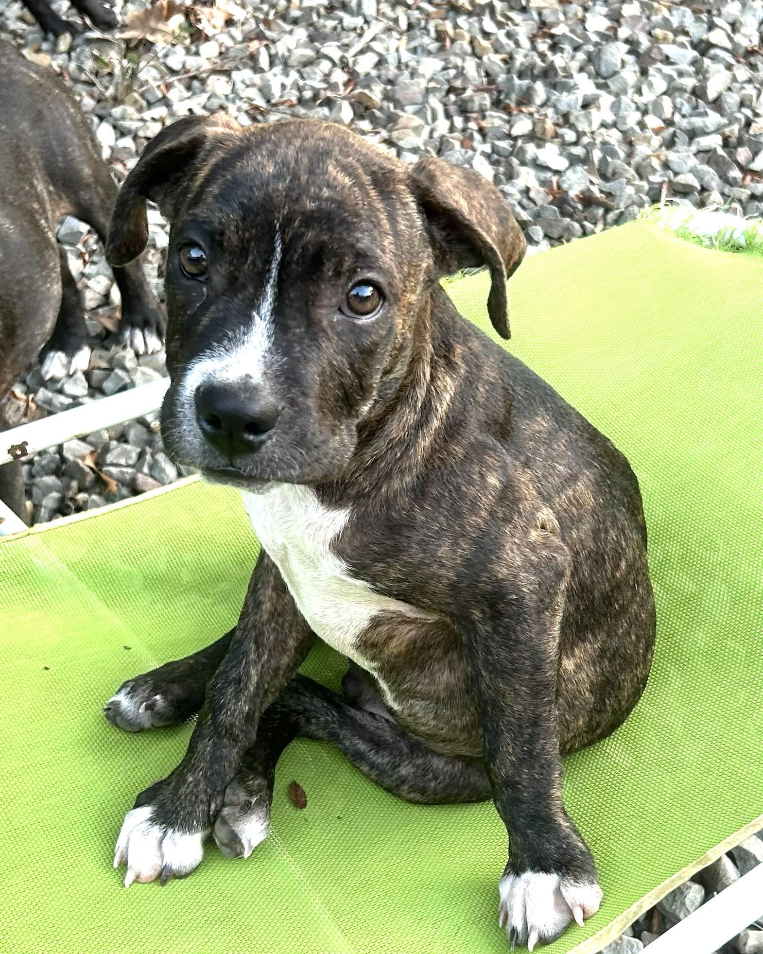 Enlarge Cosmo Lonestar, a Adoptable mixed breed in Rockaway, NJ image 1/1