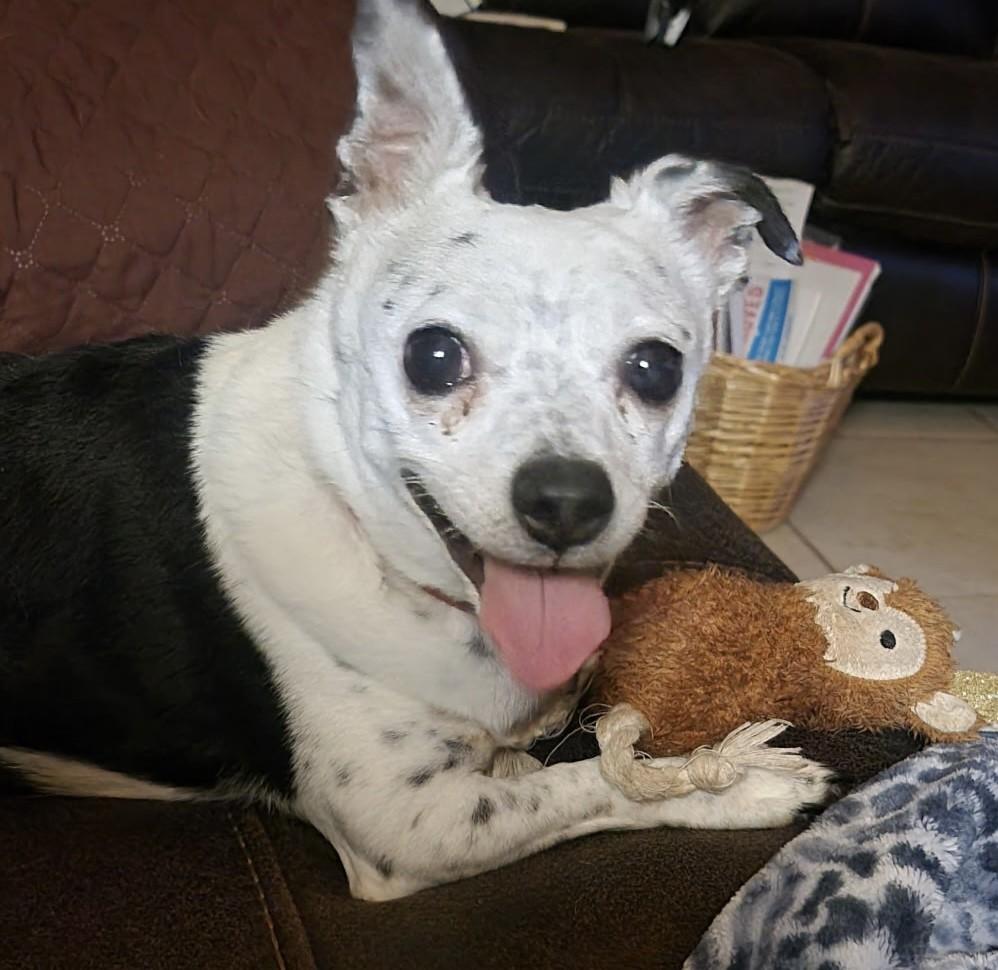SHADOW, adopted, Adult Male Chihuahua.