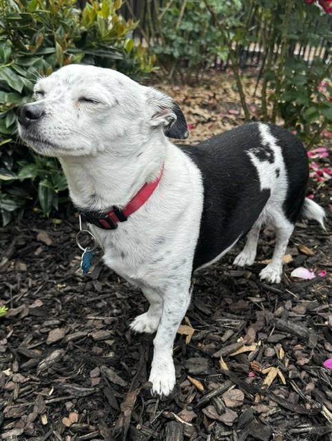 SHADOW, an adopted Chihuahua in fort worth, TX image 6/6