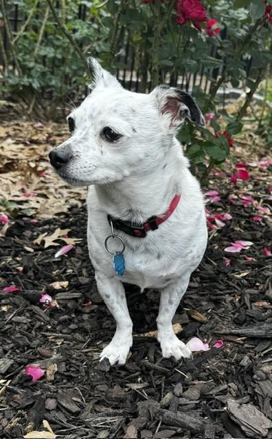 SHADOW, an adopted Chihuahua in fort worth, TX image 5/6