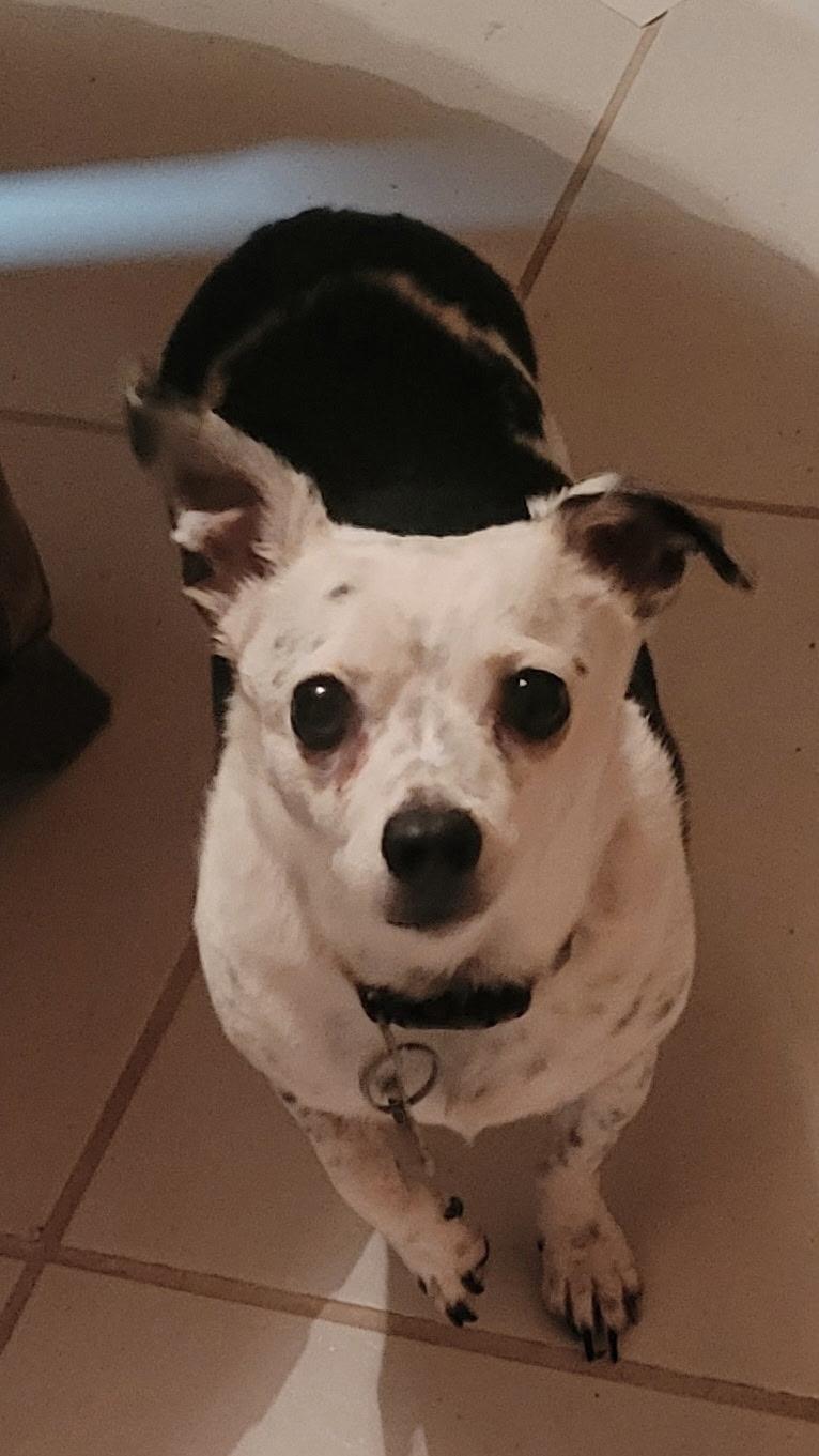 SHADOW, an adopted Chihuahua in fort worth, TX image 2/6