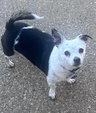 SHADOW, an adopted Chihuahua in fort worth, TX image 3/6