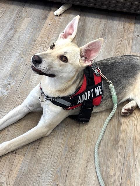 Lady, ADOPTABLE, Young Female Shepherd.