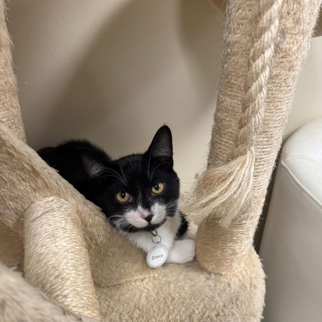 Zorro, Adoptable, Young Male Domestic Short Hair.