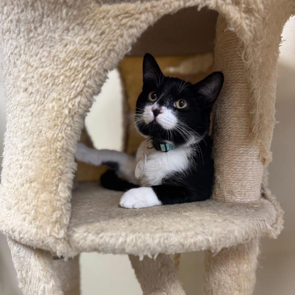 Enlarge Zorro, a Adoptable Domestic Short Hair in Huntsville, AL image 2/6