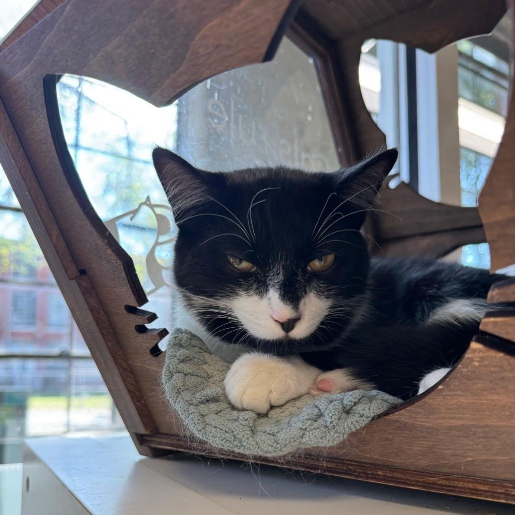 Enlarge Zorro, a Adoptable Domestic Short Hair in Huntsville, AL image 3/6