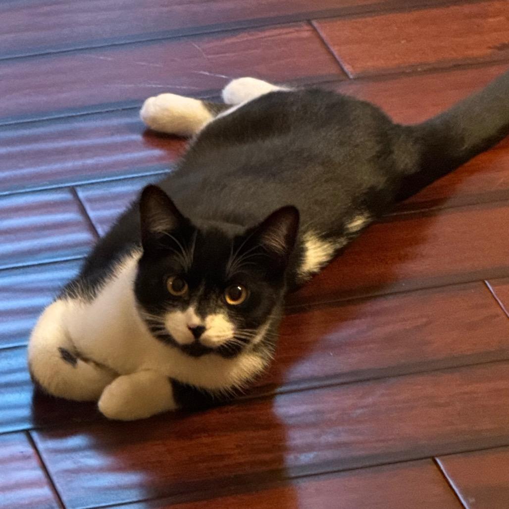 Enlarge Zorro, a Adoptable Domestic Short Hair in Huntsville, AL image 4/6