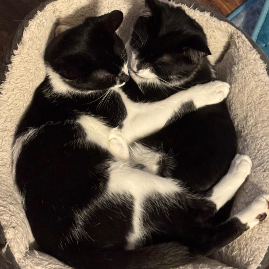 Enlarge Zorro, a Adoptable Domestic Short Hair in Huntsville, AL image 5/6