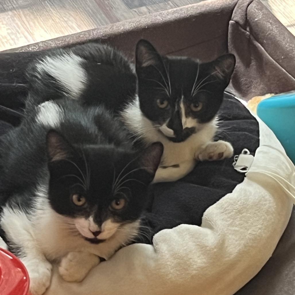 Enlarge Zorro, a Adoptable Domestic Short Hair in Huntsville, AL image 6/6