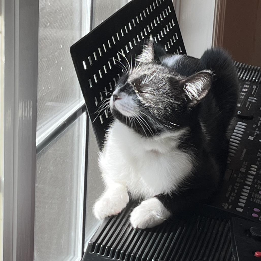 Enlarge Zorro, a Adoptable Domestic Short Hair in Huntsville, AL image 6/6