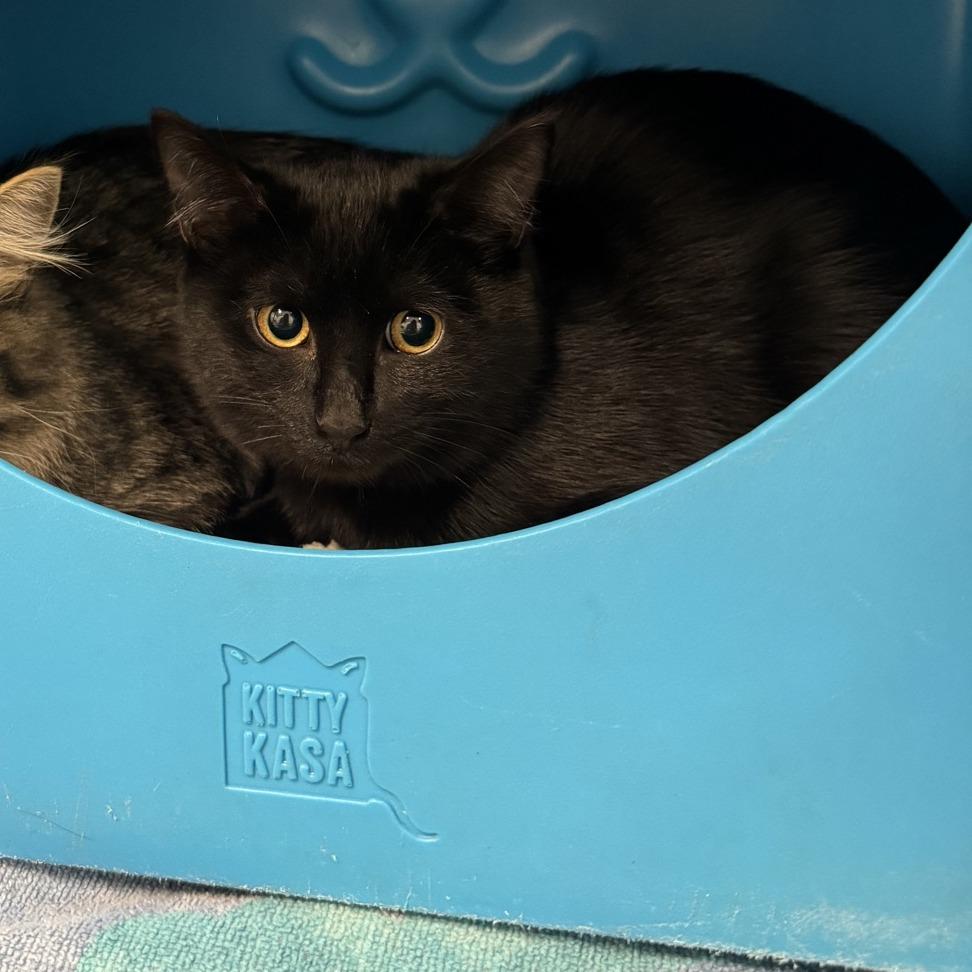 Enlarge Mina, a Adoptable Domestic Short Hair in Columbus, NC image 1/2