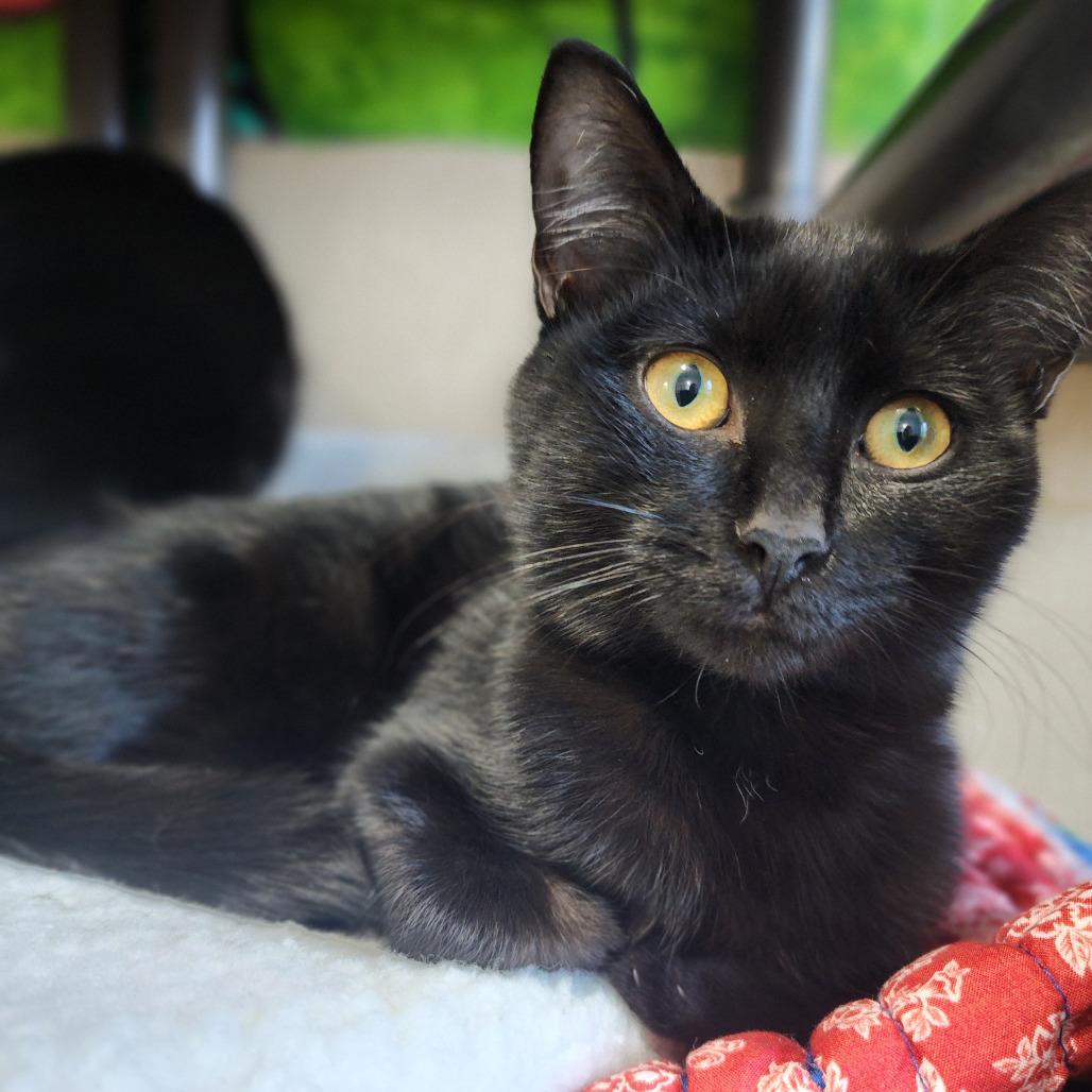 Enlarge Mina, a Adoptable Domestic Short Hair in Columbus, NC image 2/2