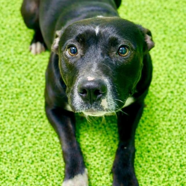 Enlarge Layla, a ADOPTABLE mixed breed in Battle Creek, MI image 1/1