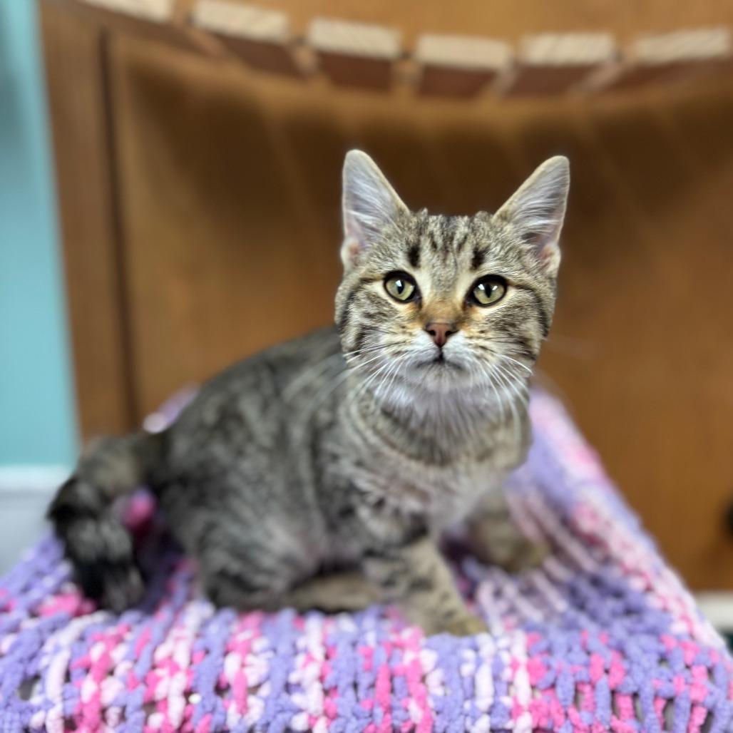 Enlarge Guadalupe--In Foster, a Adoptable Domestic Short Hair in Fargo, ND image 1/2
