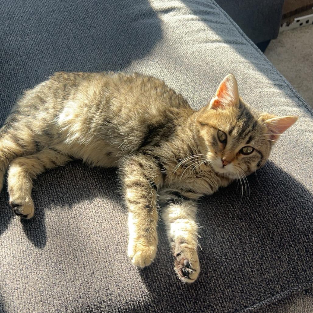 Enlarge Guadalupe--In Foster***ADOPTION PENDING***, a Adoptable Domestic Short Hair in Fargo, ND image 2/5