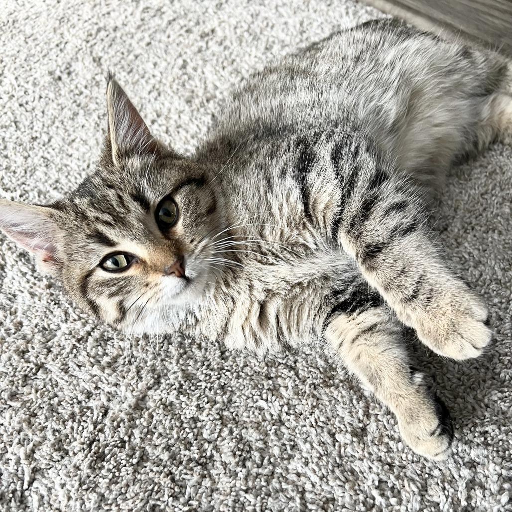 Enlarge Guadalupe--In Foster***ADOPTION PENDING***, a Adoptable Domestic Short Hair in Fargo, ND image 4/5