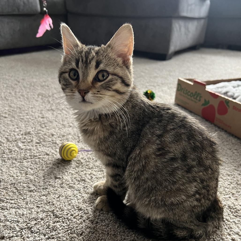 Enlarge Guadalupe--In Foster***ADOPTION PENDING***, a Adoptable Domestic Short Hair in Fargo, ND image 5/5