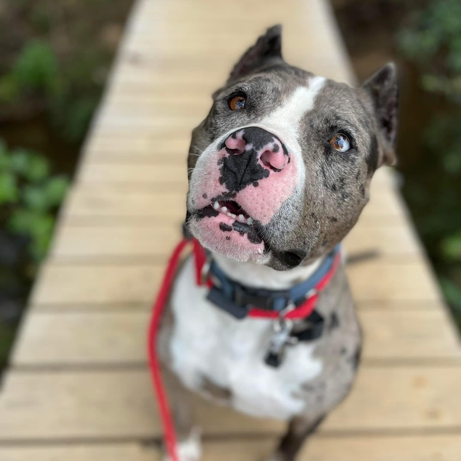 Enlarge Bronx, an adoptable mixed breed in Cumberland, RI image 3/4