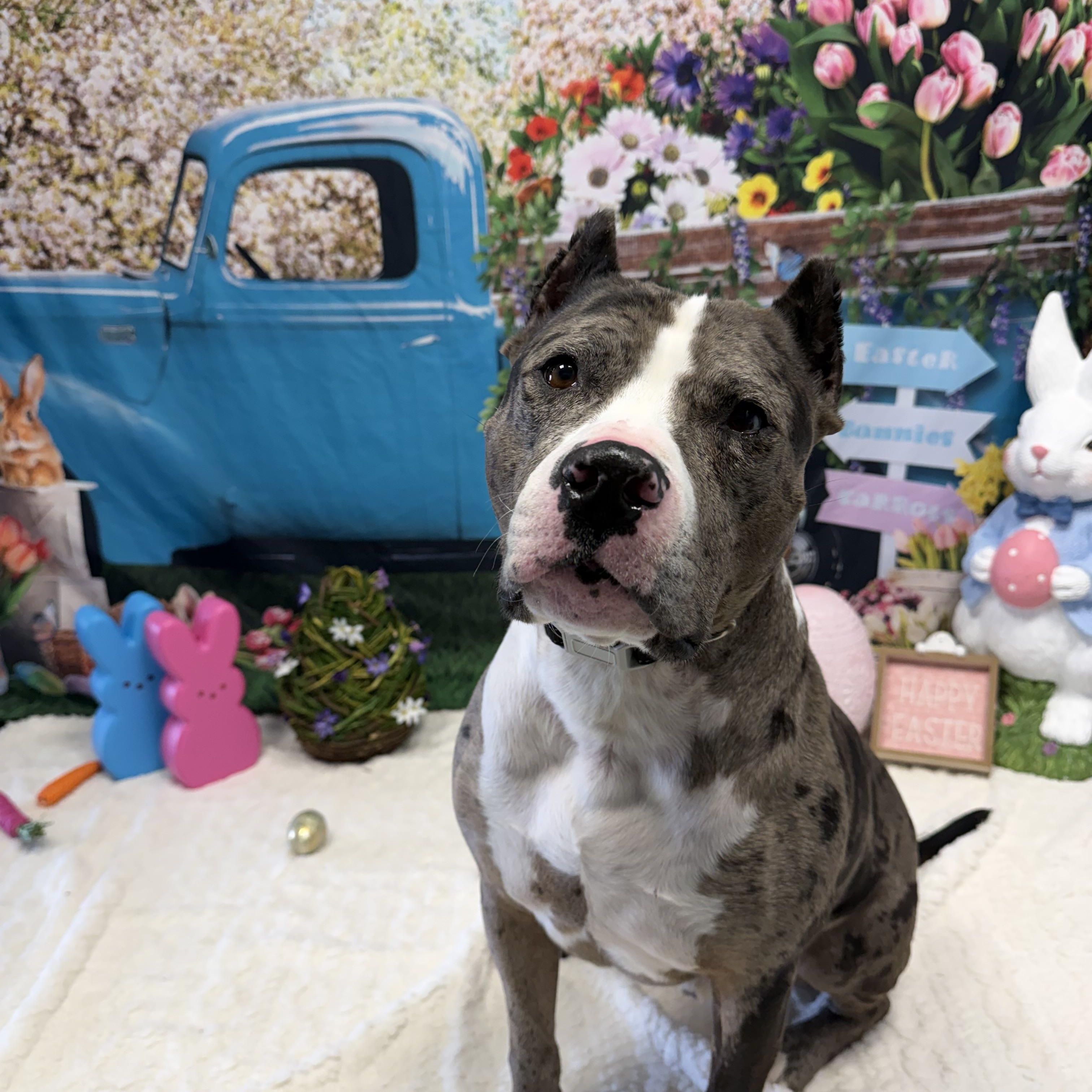 Enlarge Bronx, an adoptable mixed breed in Cumberland, RI image 2/6