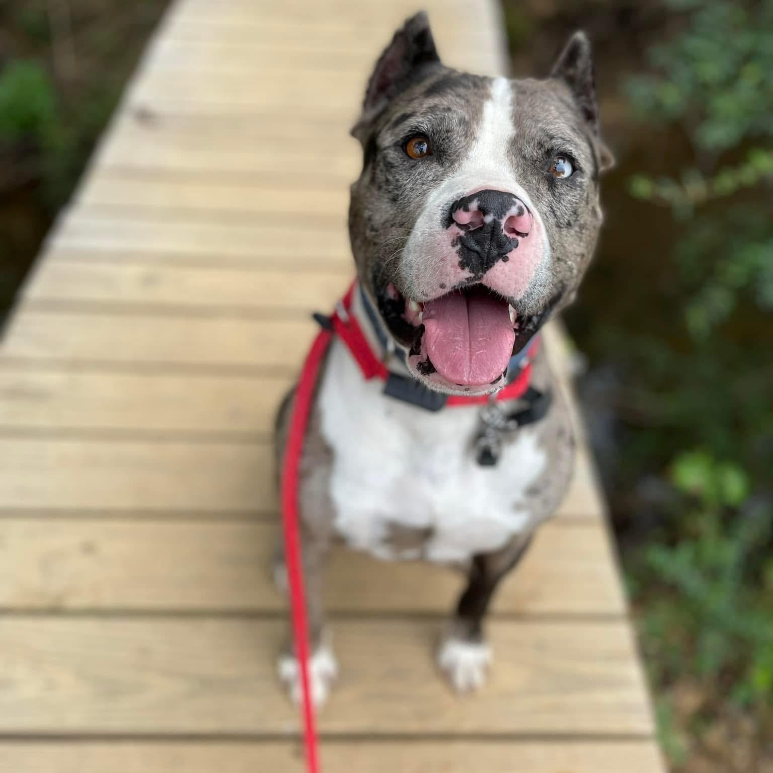 Enlarge Bronx, an adoptable mixed breed in Cumberland, RI image 2/4