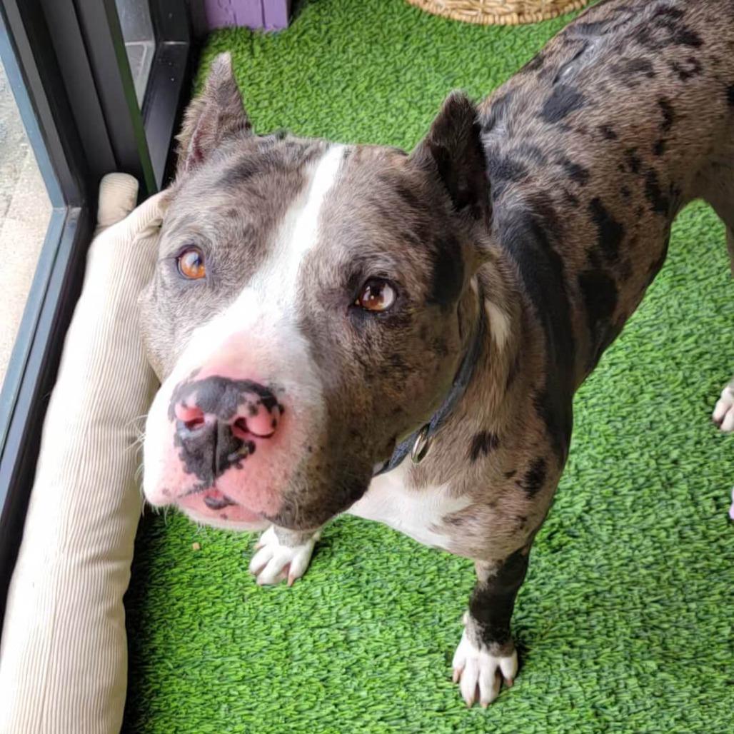 Enlarge Bronx, an adoptable mixed breed in Cumberland, RI image 2/5