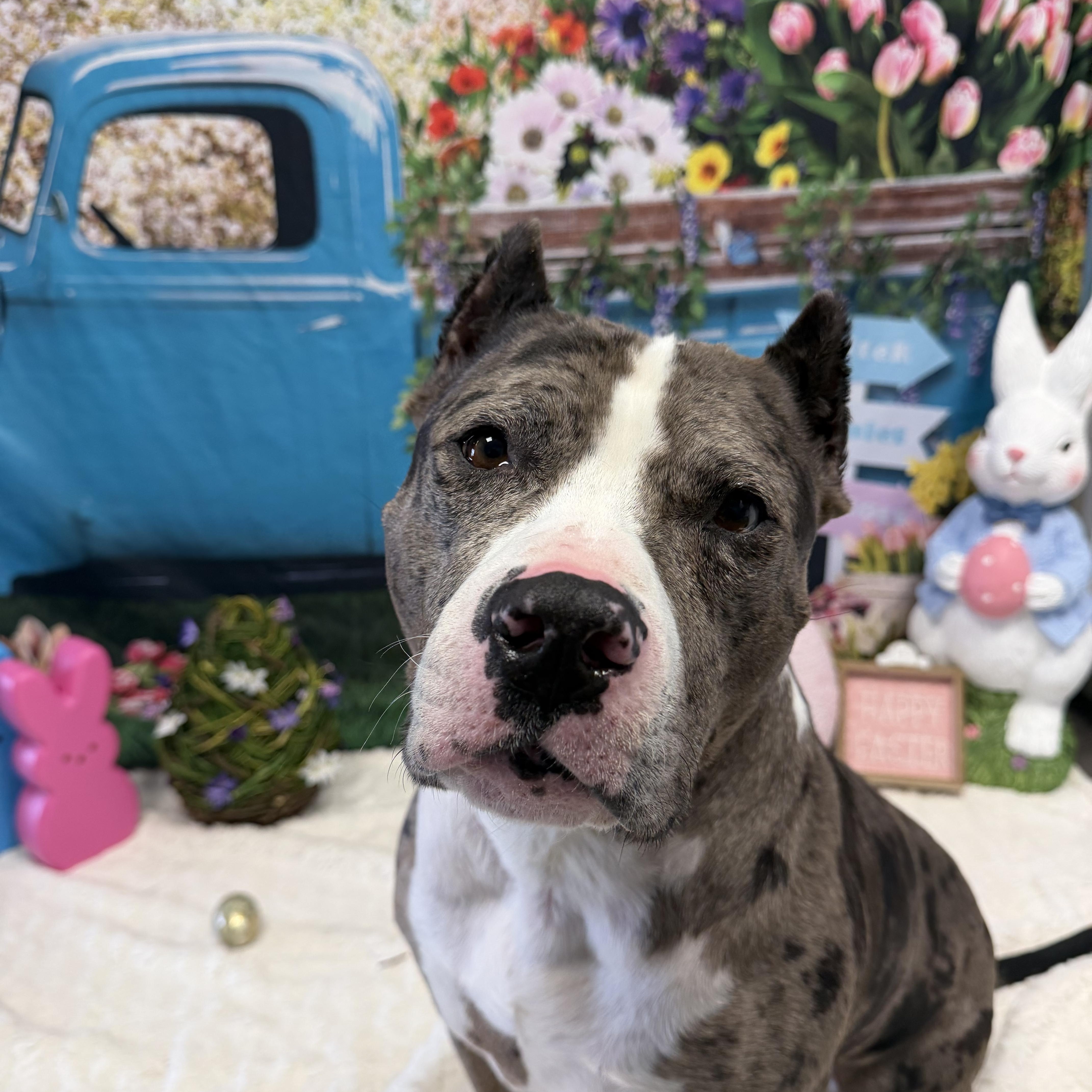 Enlarge Bronx, an adoptable mixed breed in Cumberland, RI image 3/6