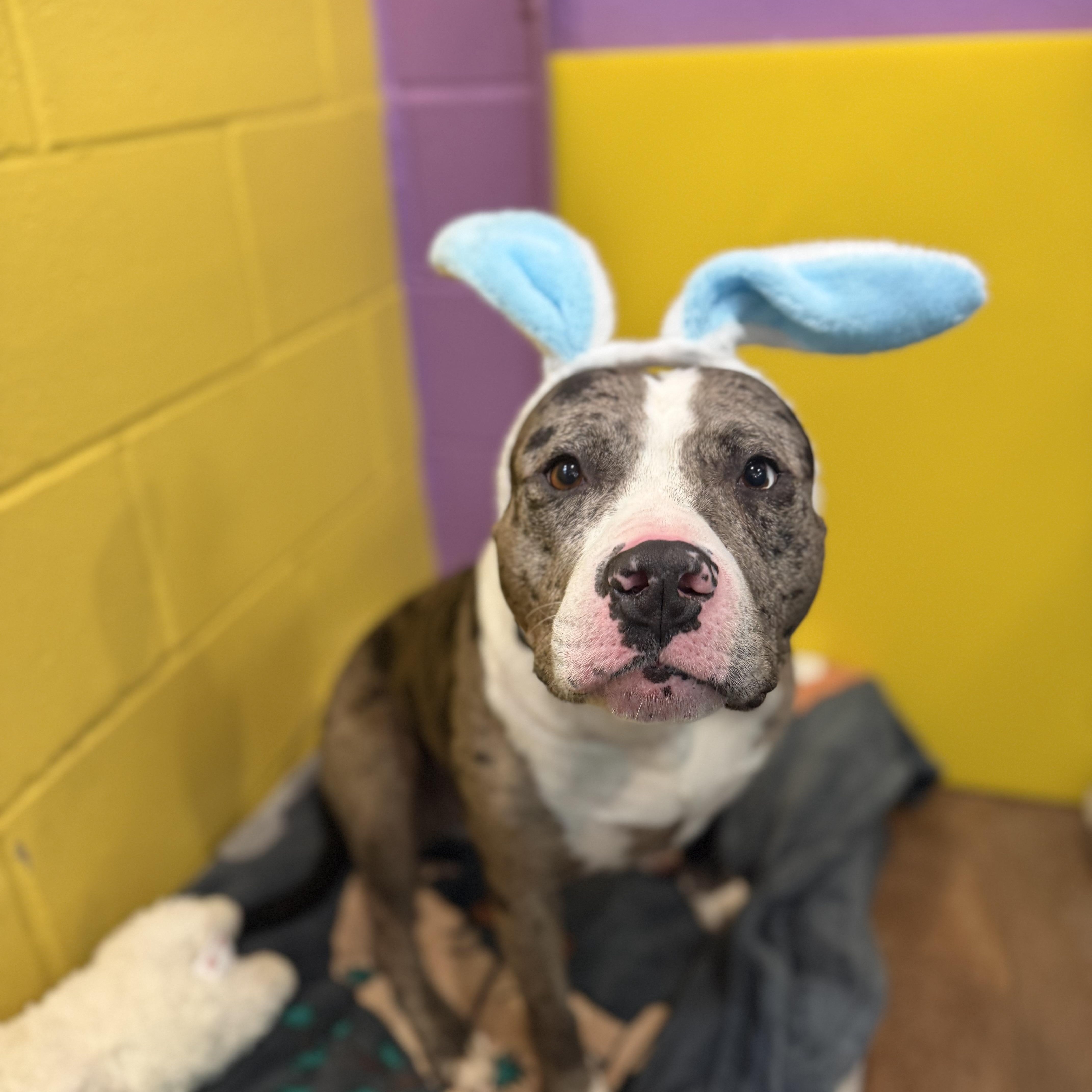 Enlarge Bronx, an adoptable mixed breed in Cumberland, RI image 6/6