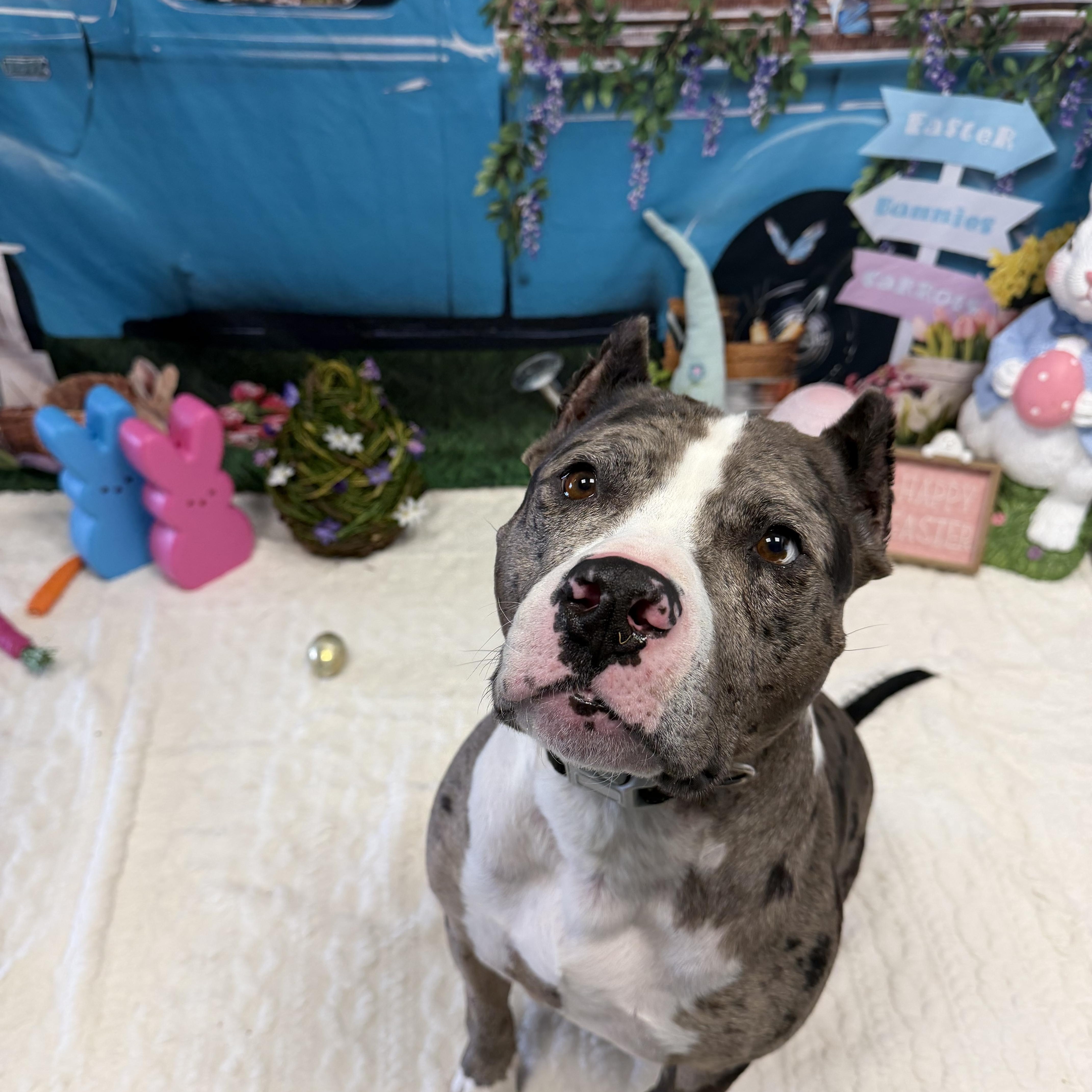 Enlarge Bronx, an adoptable mixed breed in Cumberland, RI image 4/6