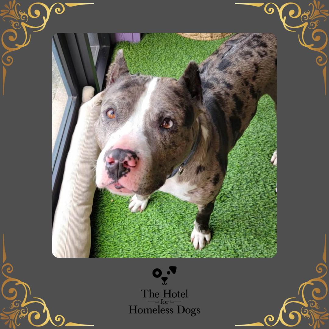 Bronx, adoptable, Adult Male American Staffordshire Terrier & Catahoula Leopard Dog.