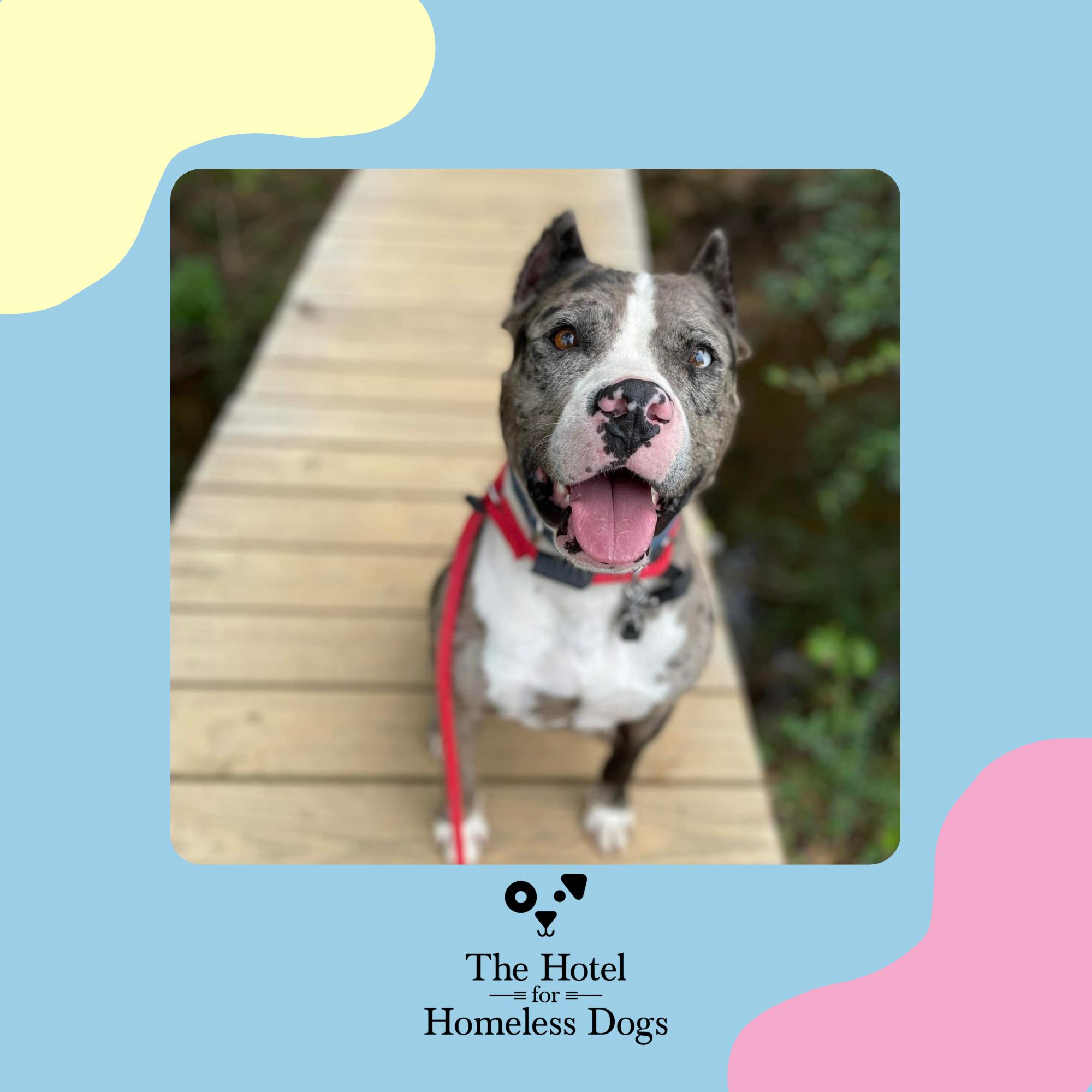 Bronx, adoptable, Adult Male American Staffordshire Terrier & Catahoula Leopard Dog.