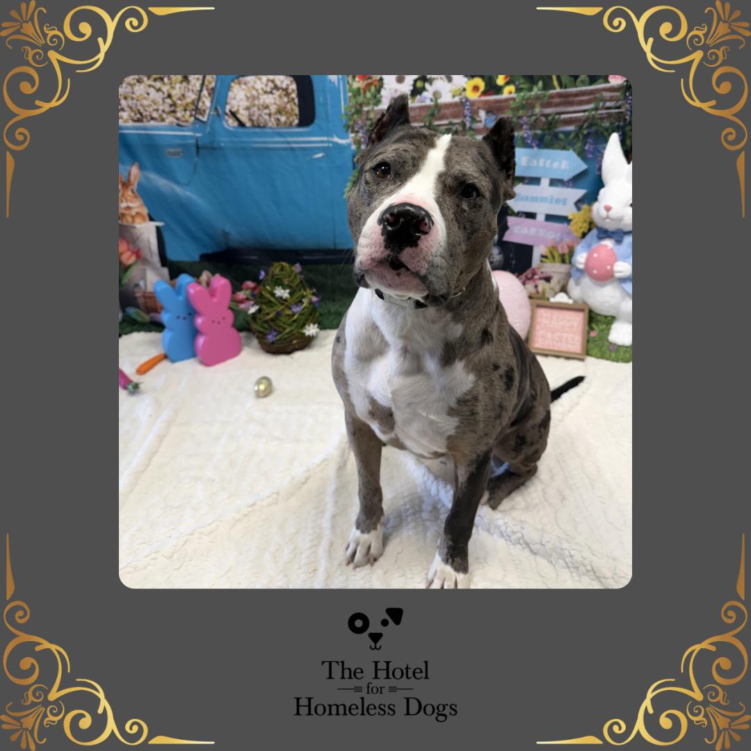 Enlarge Bronx, an adoptable mixed breed in Cumberland, RI image 1/6