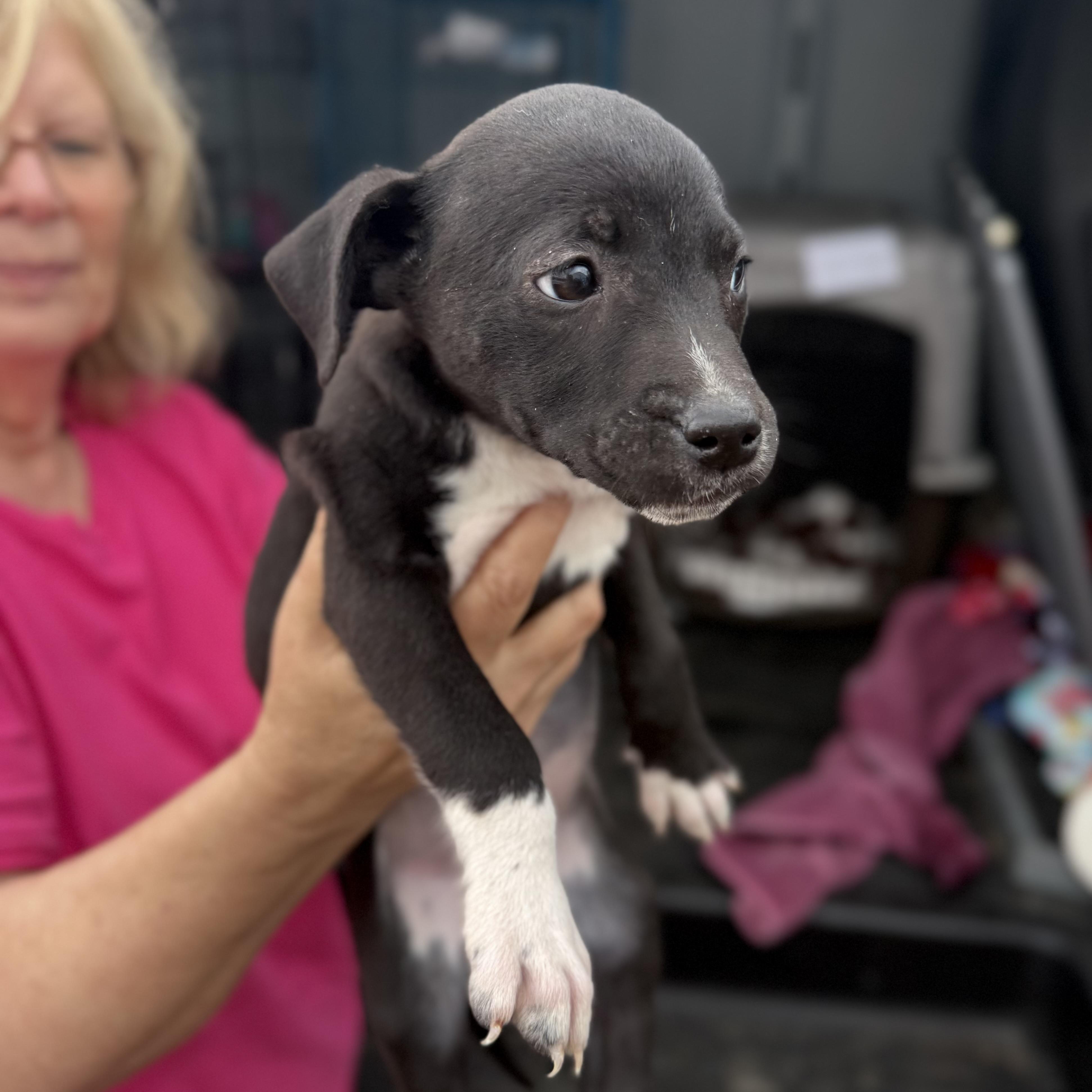 Praying Mantis — thumbnail 4