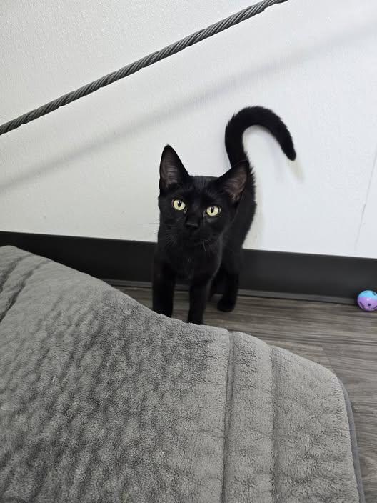 Enlarge Winnie, a Adoptable Domestic Short Hair in Prineville, OR image 1/1