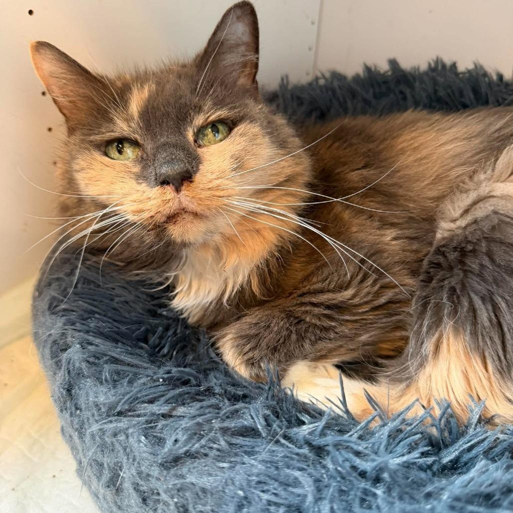 Luna Mae, Adoptable, Senior Female Domestic Long Hair.